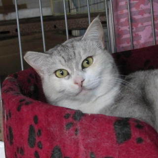 綺麗な女子です。家猫修業中