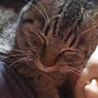 至急お願いします。