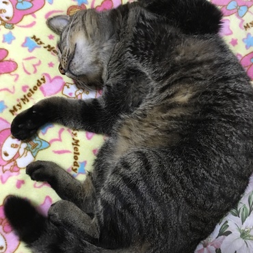 眠いですにゃ
