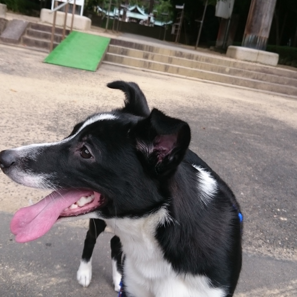 デュークのカバー写真