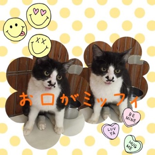 柄がミッフィみたいな男の子