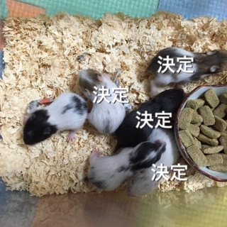 ゴールデンハムスターの赤ちゃん