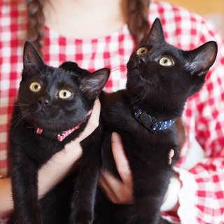 真っ黒の男の子＆女の子