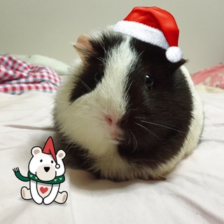  モルモットの里親募集