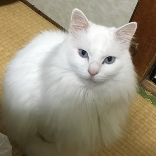 ねむぼくちゃんのカバー写真