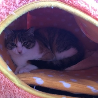 おめめの可愛い三毛ちゃん