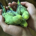 里親様決まりました！