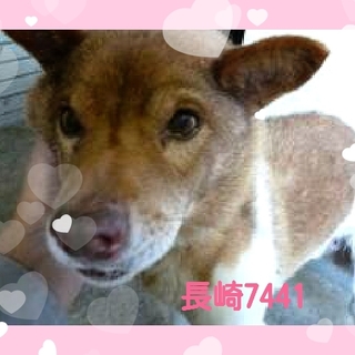 里親様が、決まりました