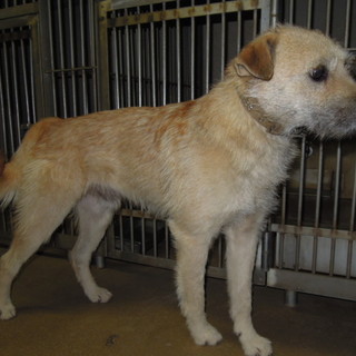 人慣れした若いテリア系男の子の家族募集！！