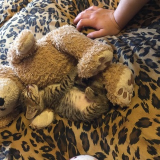 ♡キジトラ♂里親募集♡