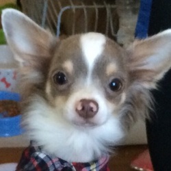 「家族動物との出会い③ ロッティ編」サムネイル1