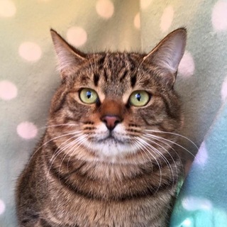ココア君