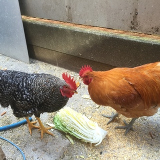 名古屋コーチン♂&岡崎オウハン♂ ワクチン接種済み