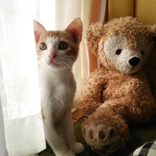 3ヶ月の茶白可愛い男の子です