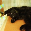 美猫の黒仔猫 家猫修行中 オモチャ大好き