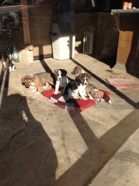 スヌーピー ビーグル雑種 宮城県 犬の里親募集 ペットのおうち 月間利用者150万人