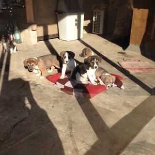 スヌーピー ビーグル雑種 オス メス