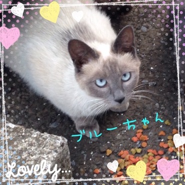 シャム猫２歳のブルーちゃん