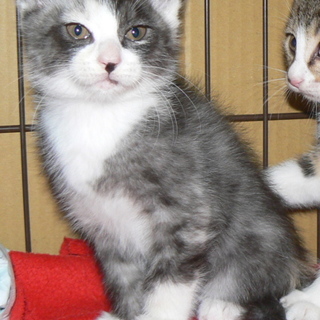 生後2ヶ月3兄妹