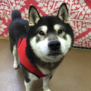 マイペースなルークくん