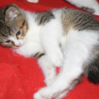 生後2ヶ月３兄妹