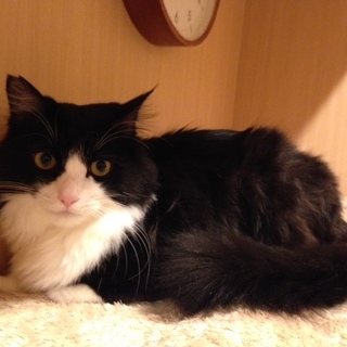 2才位  美男子♪バロンくん♪