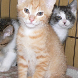 生後2ヶ月３兄妹