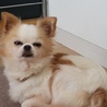 『ルナ』非常に怖がりで犬が苦手。人は大好きです。 サムネイル4