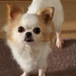 『ルナ』非常に怖がりで犬が苦手。人は大好きです。