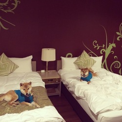 「2015年年末の東京旅行」サムネイル3