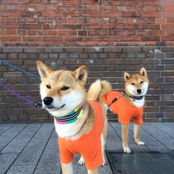 「2015年年末の東京旅行」サムネイル2