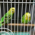 セキセイインコ  ♀２羽 