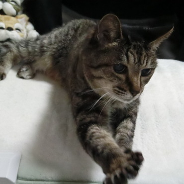 22才で虹の橋へ旅立った姫！ちぃちゃん♪