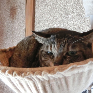 人なれできない室内ノラの母猫みぃちゃん♪