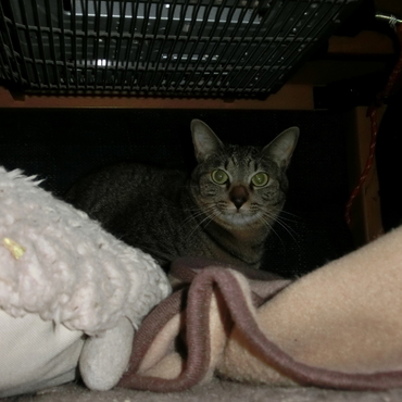 人なれできない娘ネコくぅちゃん♪