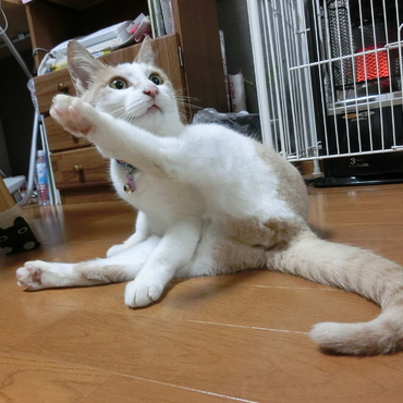 きなこちゃん♪