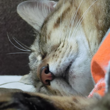 チロルちゃん♪