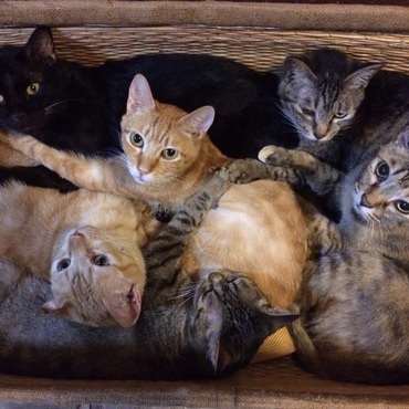 一番右！ふてちゃん♪