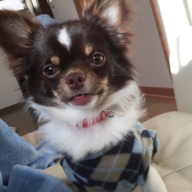 cocoa♪♪のカバー写真