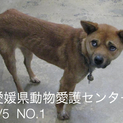 愛媛県動物愛護センターに収容されています‼️