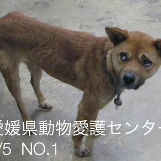 愛媛県動物愛護センターに収容されています‼️