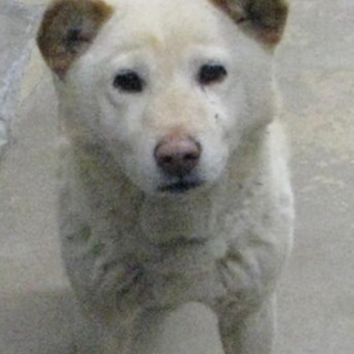 愛媛県動物愛護センターに収容されています‼️