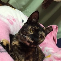 つむぎ