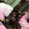つむぎ