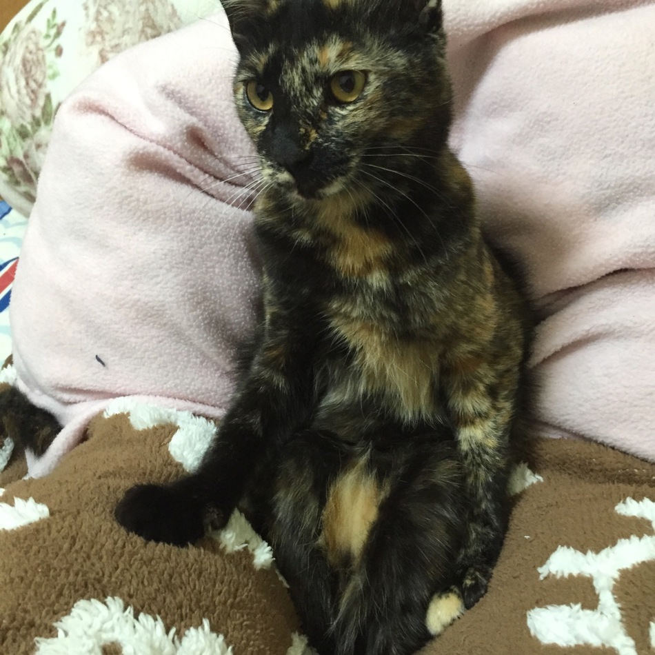 つむぎのカバー写真