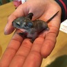 7日目。一番小さい仔。