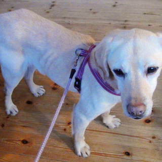 童顔のラブの男の子オットーです。