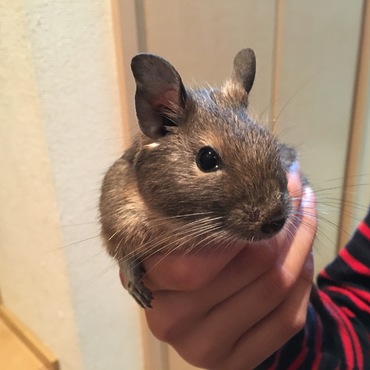 大きさ比較用パパるぎ♂