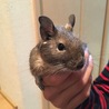 大きさ比較用パパるぎ♂