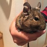 大きさ比較用ママなぎ♀